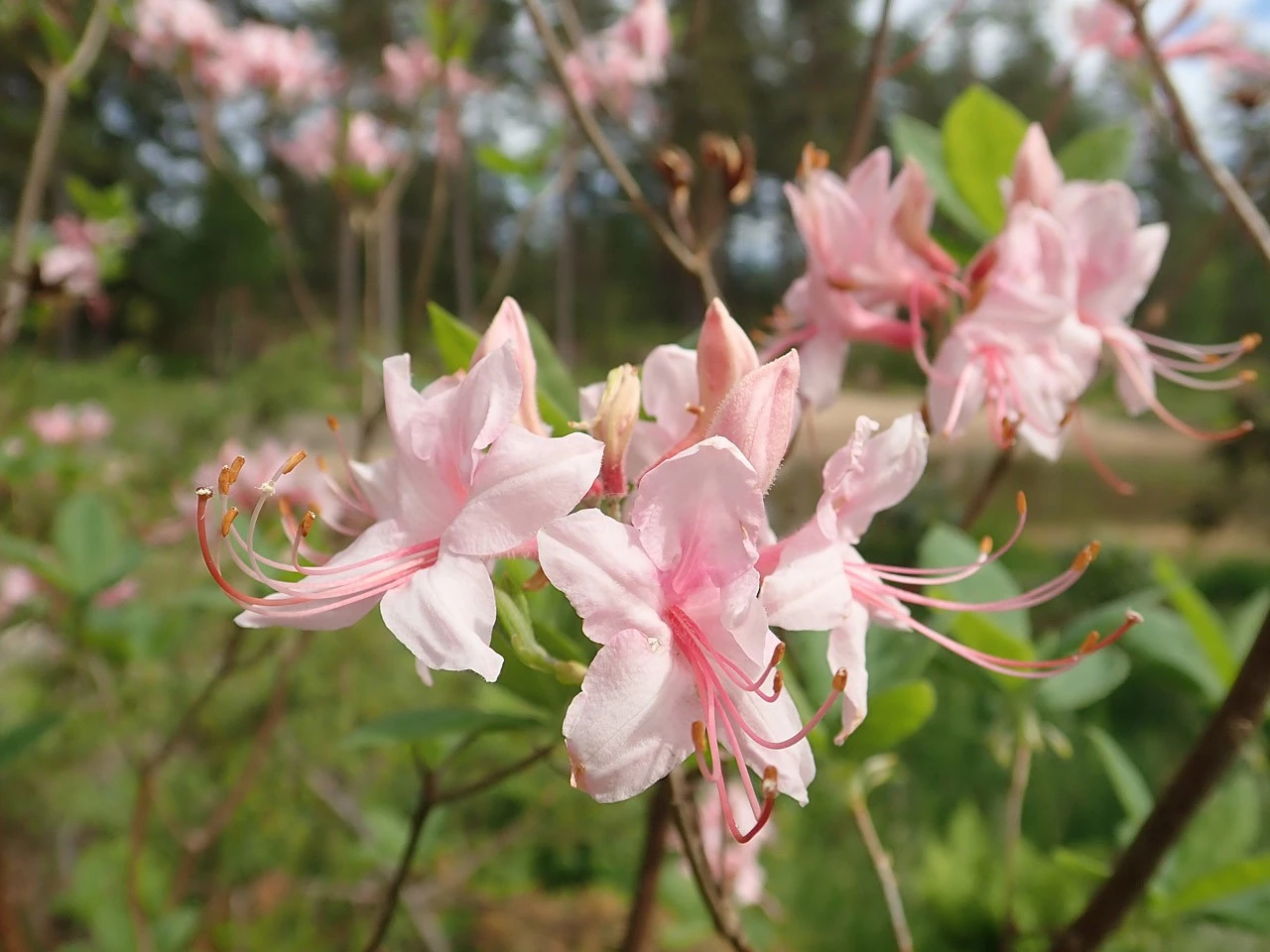 R. prinophyllum
